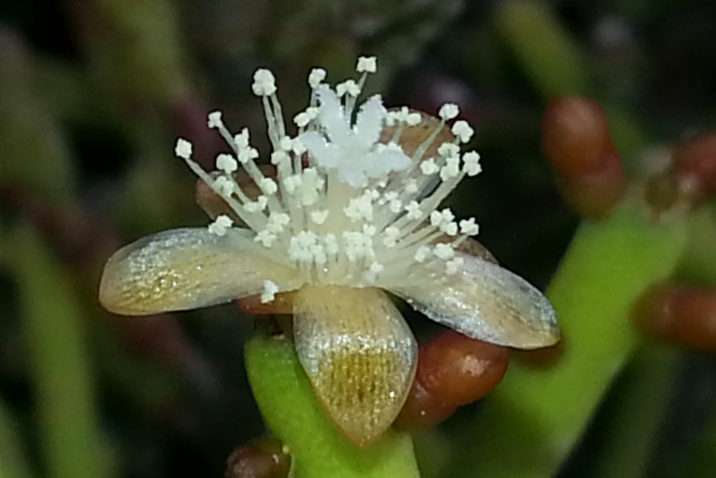 http://www.cloudjungle.com/cloudjungle/Cactaceae/Rhipsalis/rhipsalis teres ssp heteroclada flower.jpg